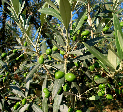 olive11