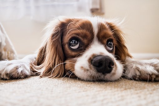 manutenzione dei tappeti in case con animali domestici