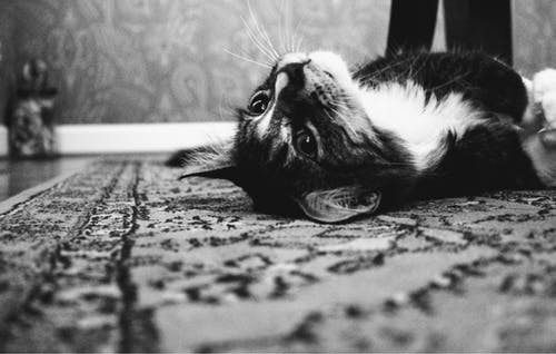 pulizia dei tappeti in case con gatti e cani